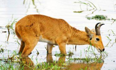 Tanzania Saandani National Park Reed Buck