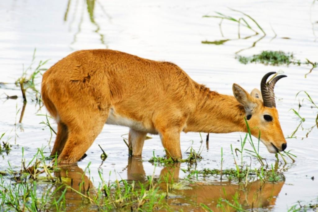 Tanzania Saandani National Park Reed Buck