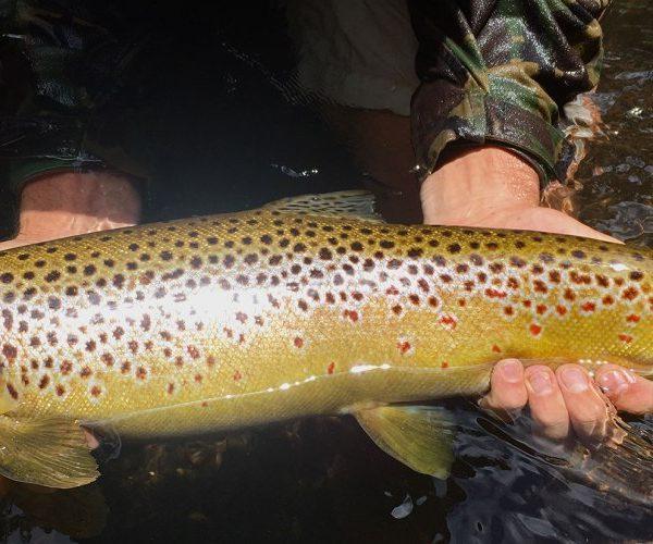 Catch and release fishing