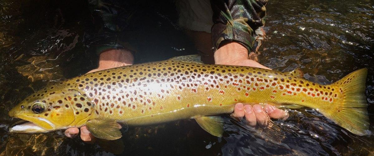 Catch and release fishing