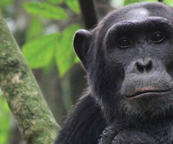 Chimpanzee Tracking