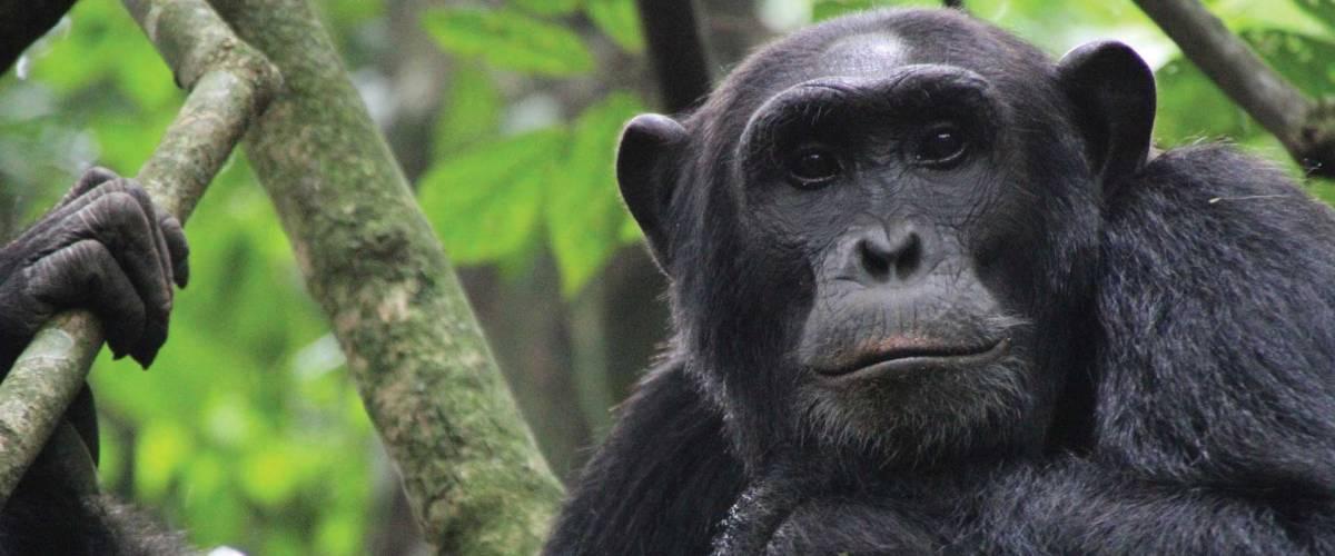 Chimpanzee Tracking