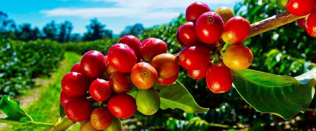 Coffee Farm Tour Coffee Berries