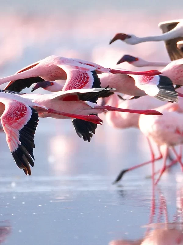 Flamingos in Lake Nakuru National Park