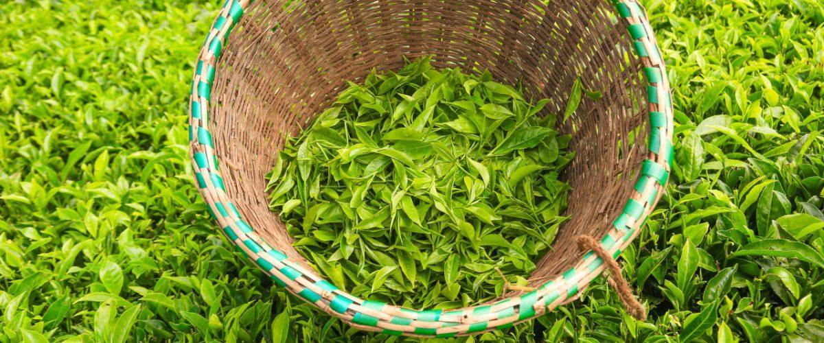 Tea picking basket