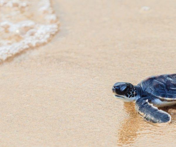 Green sea turtle walk to the ocean