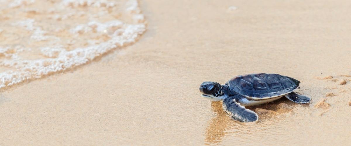 Green sea turtle walk to the ocean