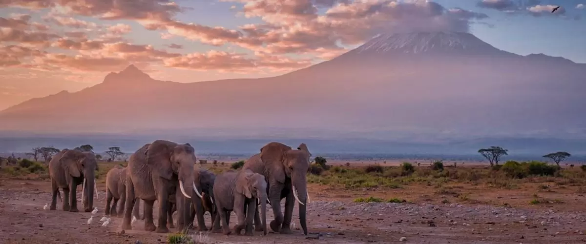 Amboseli Elephant Family with Mount Kilimanjaro backdrop