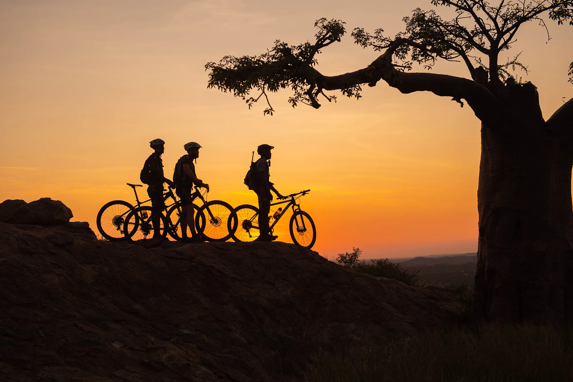 Bicycle Safari