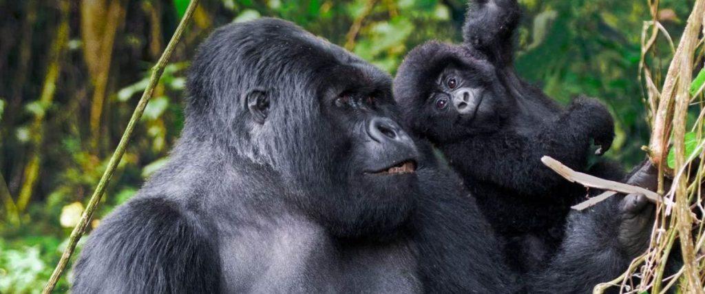 Rwanda habituated mountain gorilla family.