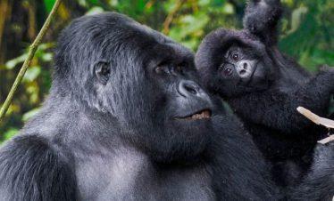 Rwanda habituated mountain gorilla family.