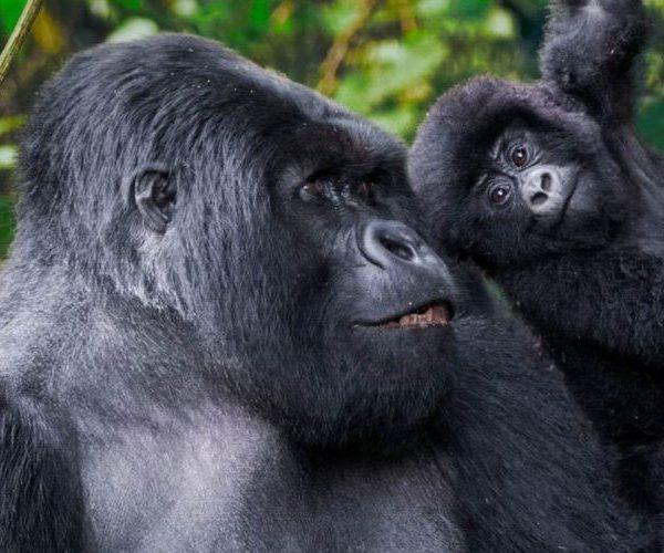 Rwanda habituated mountain gorilla family.