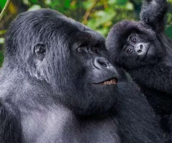 Rwanda habituated mountain gorilla family.