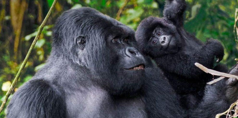 rwanda gorillas