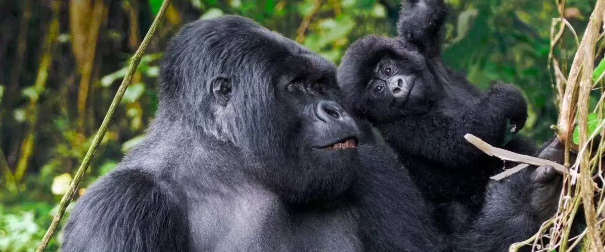 Rwanda habituated mountain gorilla family.
