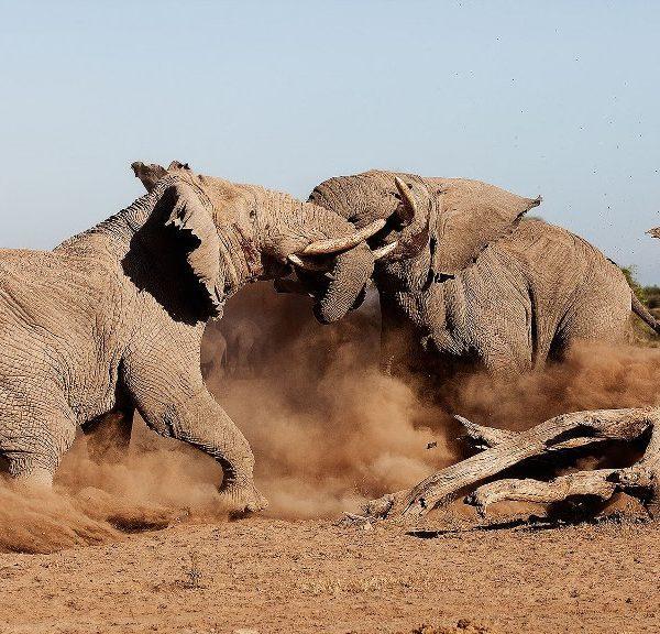 Amboseli Elephant bull Tuskers fighting.