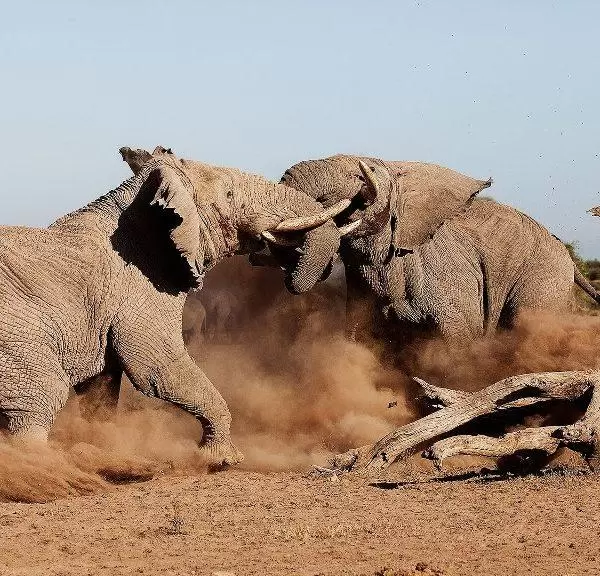 Amboseli Elephant bull Tuskers fighting.