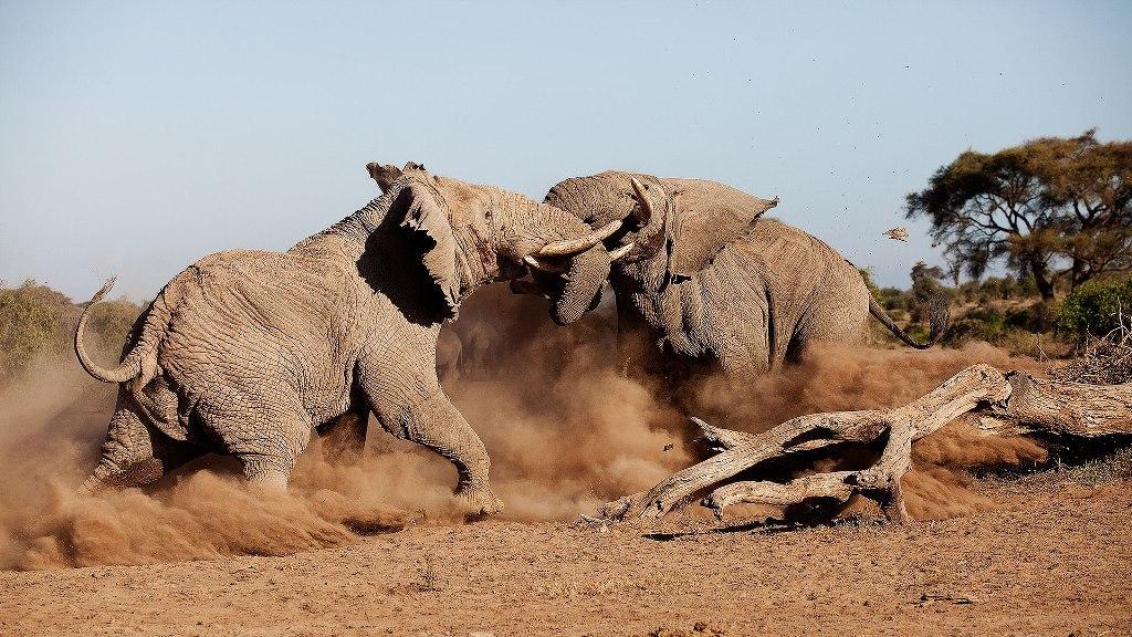 Amboseli Elephant bull Tuskers fighting.