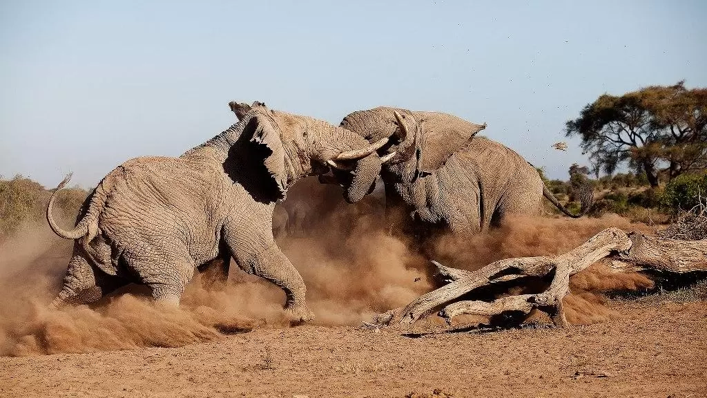 Amboseli Elephant bull Tuskers fighting.