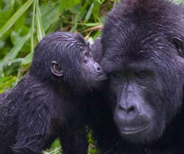 Uganda Gorilla family