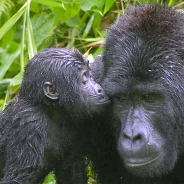 Uganda Gorilla Family