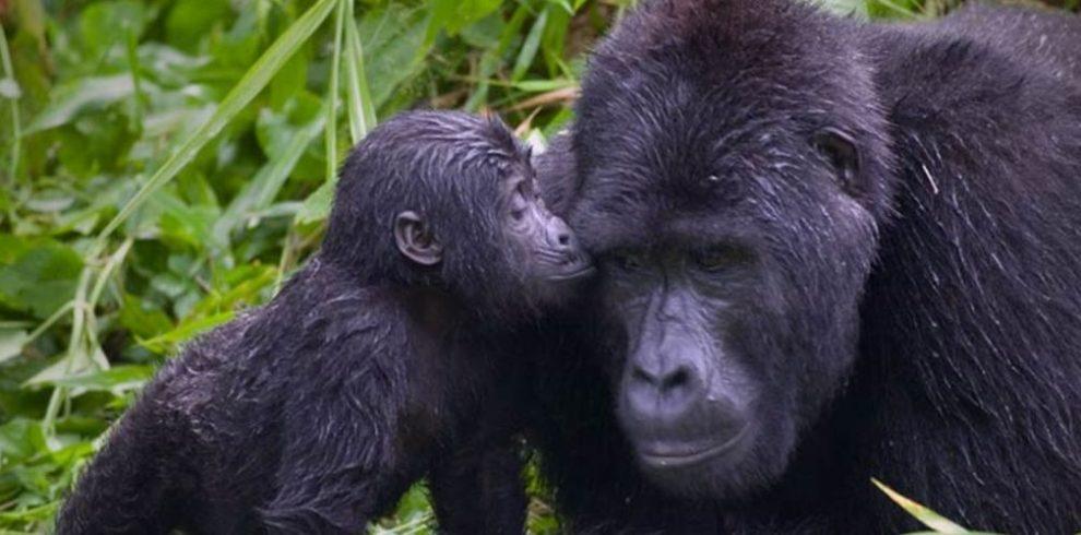 uganda gorillas