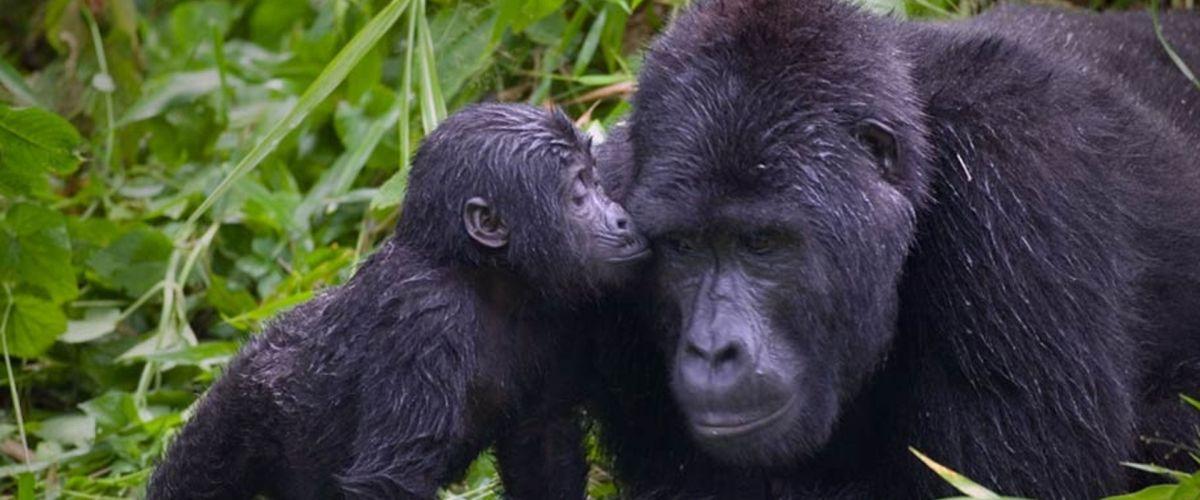 Uganda Gorilla family