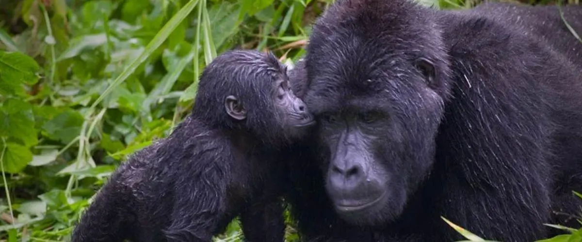 Uganda Gorilla Family