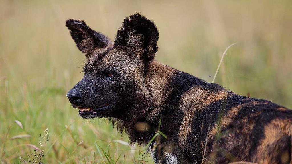 Wild dogs Loisaba