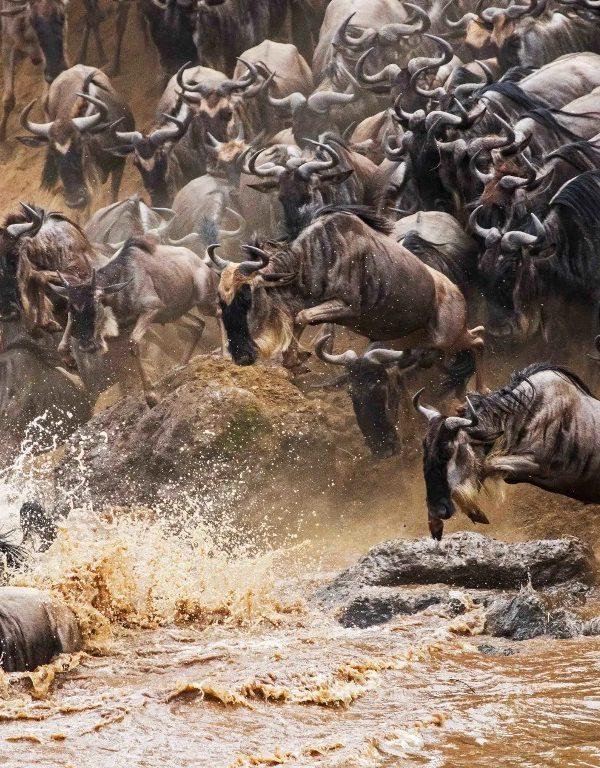 Maasai Mara Wildebeest Migration