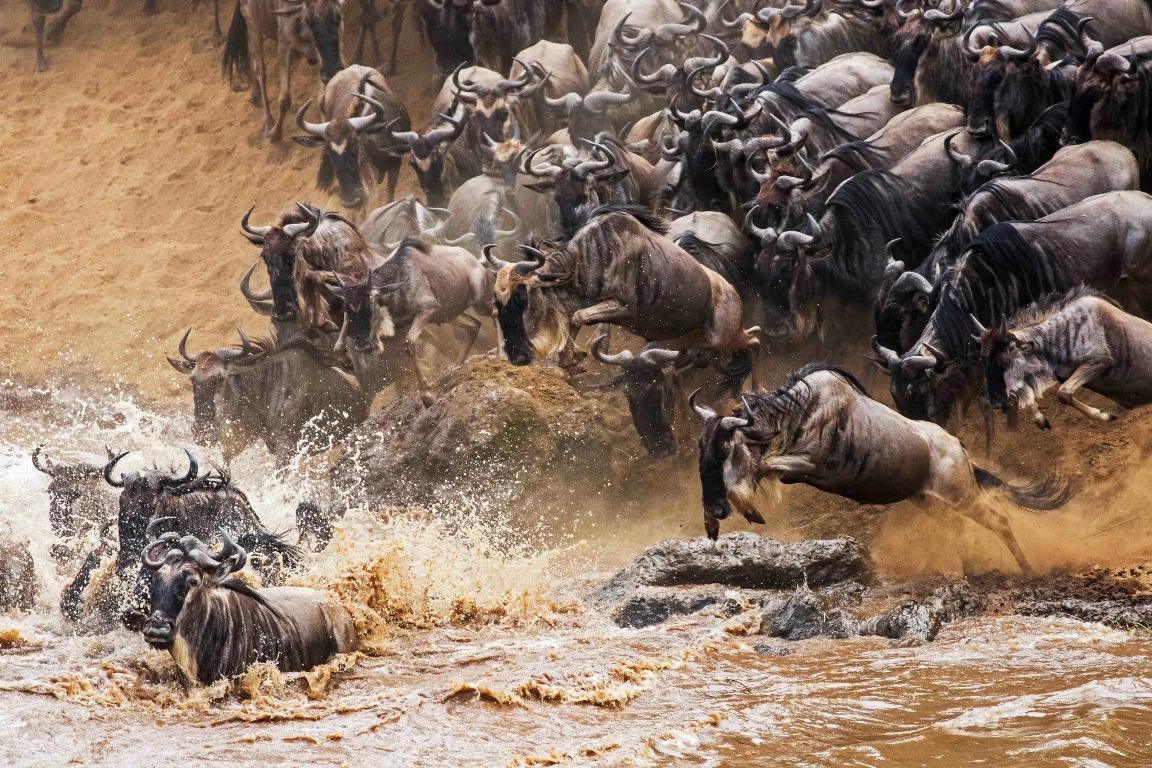 Maasai Mara Wildebeest Migration