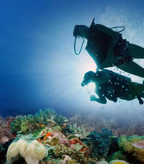 Scuba Diving Adventures in South Africa