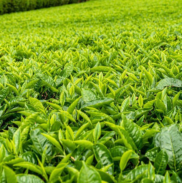 Tea Farm Tour