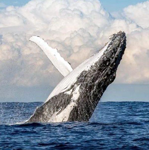 Whale watching Africa