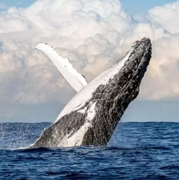 Whale watching Africa