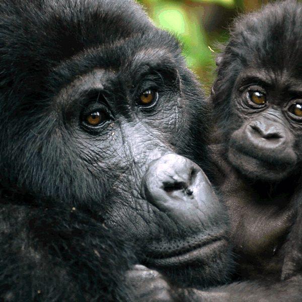 Wildlife Tracking of Gorillas