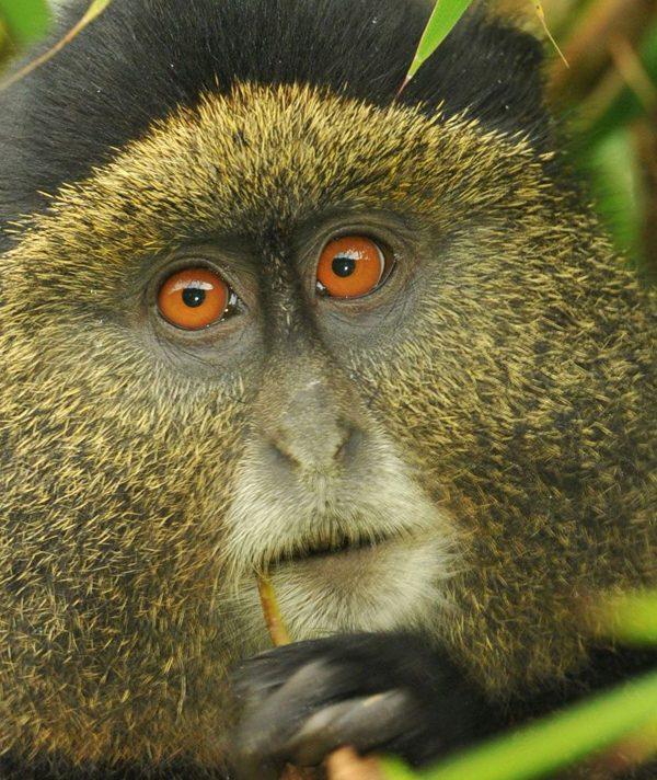 Golden Monkey Volcanoes National Park