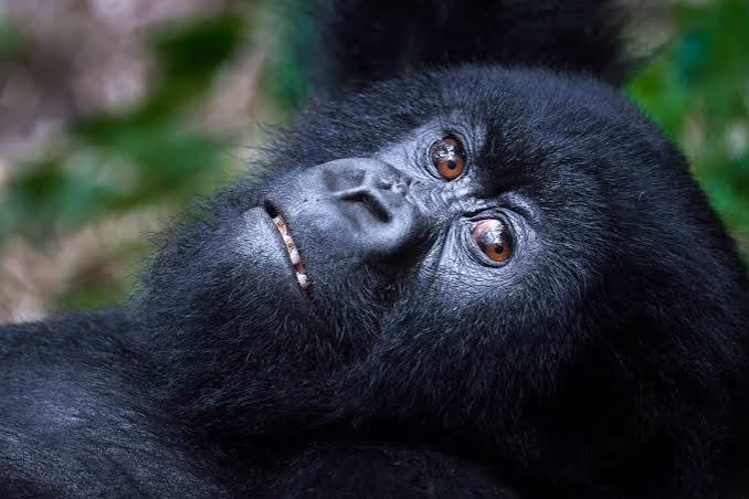 Unforgettable African Safari Uganda Mountain Gorilla